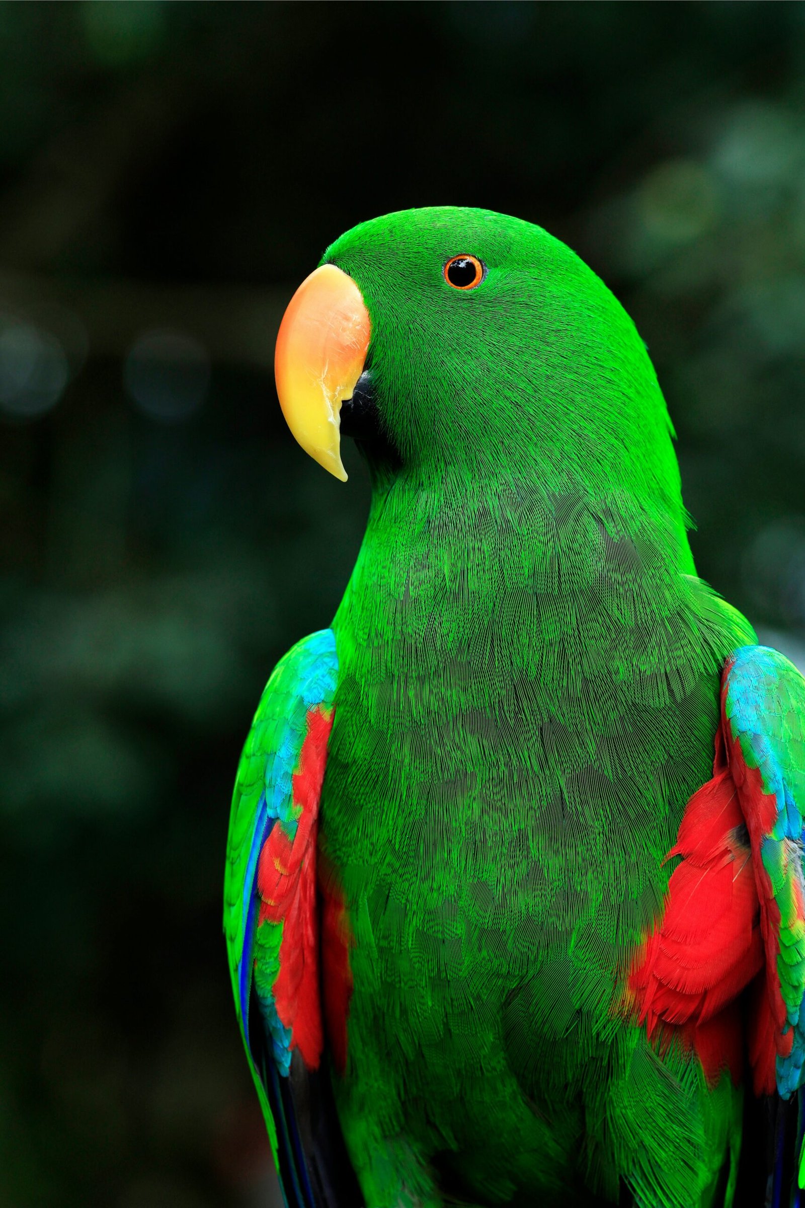 a green parrot with red and blue feathers